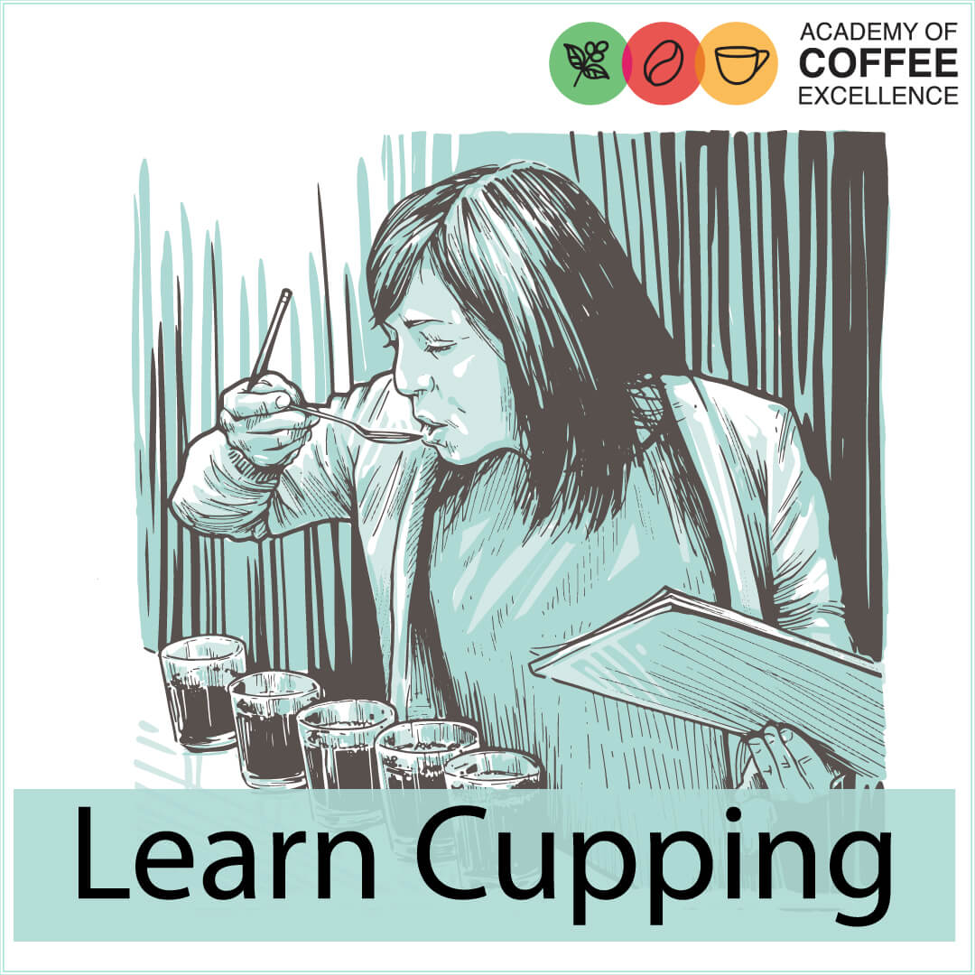 Learn Cupping, Coffee Value Assessment CVA and Sensory Analysis