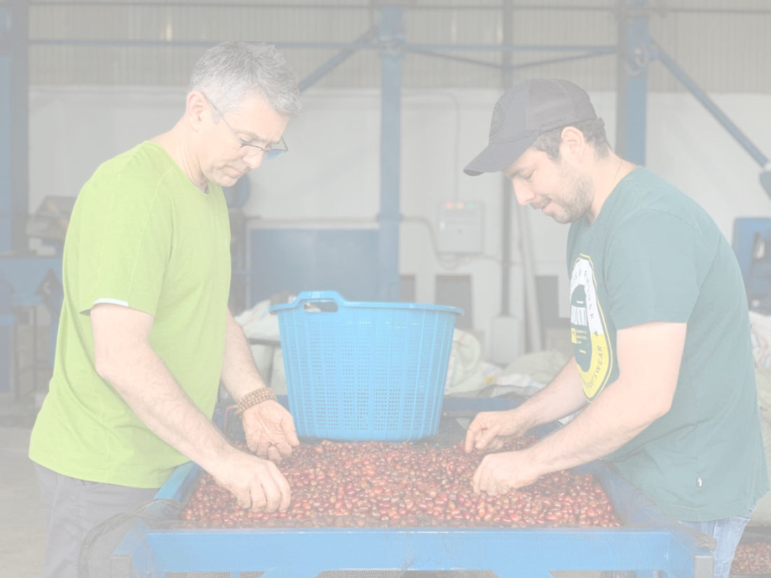 Academy of Coffee Excellence